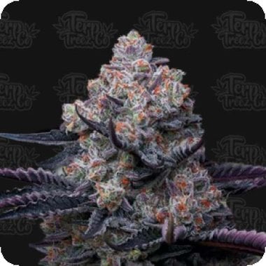 R S11 Feminised Cannabis Seeds