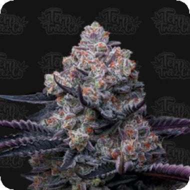 R S11  Feminised  Cannabis  Seeds