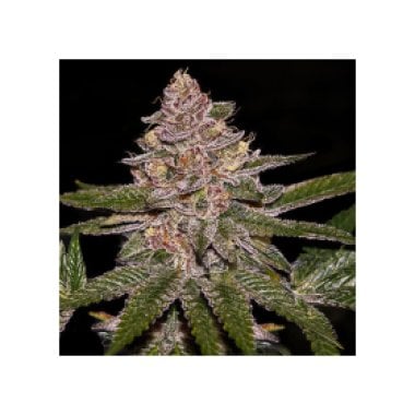 Radical  Juice  Auto  Flowering  Cannabis  Seeds