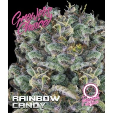 Rainbow Candy Auto Flowering Cannabis Seeds 0
