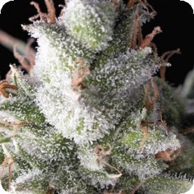 Ramses  Auto  Flowering  Cannabis  Seeds 0