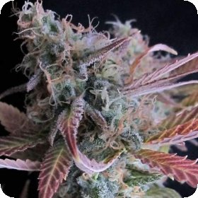 Raspberry  Cough  Auto  Flowering  Cannabis  Seeds