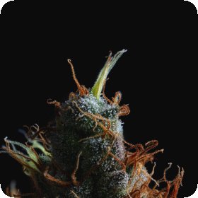 Raspberry  Parfait  Feminised  Cannabis  Seeds