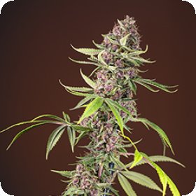 Red  Mandarine  F1  F A S T  Feminised  Cannabis  Seeds