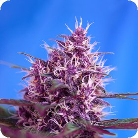 Red  Poison  Auto  Feminised  Cannabis  Seeds