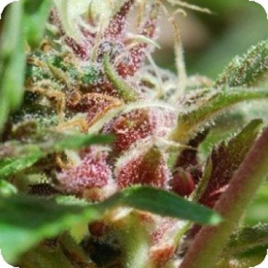 Red  Purps  Feminised  Cannabis  Seeds