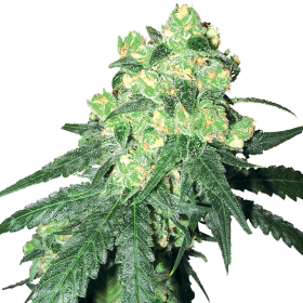 Rhino  Regular  Cannabis  Seeds 0