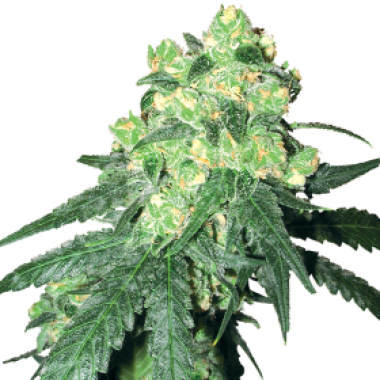 Rhino  Regular  Cannabis  Seeds 0