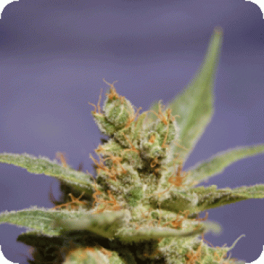 Rhode  Island  Skunk  Feminised  Cannabis  Seeds