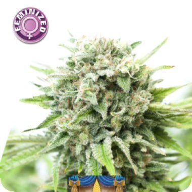 Royal  Amnesia  Gold