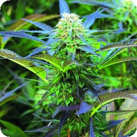 Royal  Purple  Kush  Auto  Flowering  Cannabis  Seeds