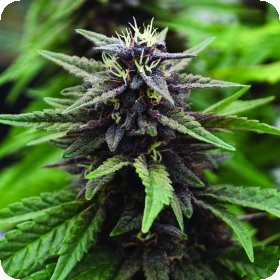 Royal  Purple  Kush  C B D  Feminised  Cannabis  Seeds