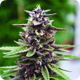 Royal  Purple  Kush  Regular  Cannabis  Seeds 0