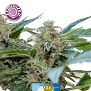 Royal  Queen  Diamond  Feminised  Cannabis  Seeds 0