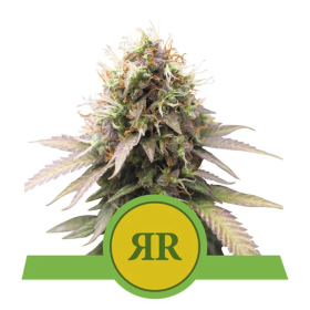 Royal  Runtz  Auto  Flowering  Cannabis  Seeds 0