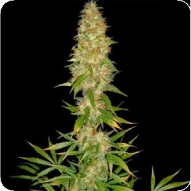 Royal Thai Regular Cannabis Seeds 0
