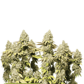 Rucu  Cucu  O G  Auto  Flowering  Cannabis  Seeds 0