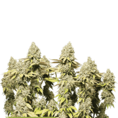 Rucu  Cucu  O G  Auto  Flowering  Cannabis  Seeds 0