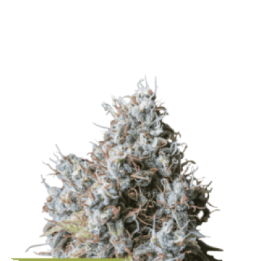 Rucu  Cucu  O G  Feminised  Cannabis  Seeds