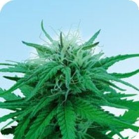 Ruderalis  Indica  Regular  Cannabis  Seeds