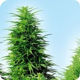 Ruderalis  Skunk  Regular  Cannabis  Seeds