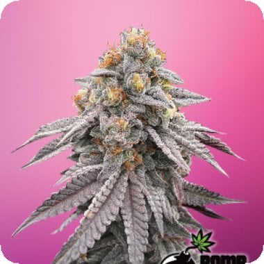 Runtz  Bomb  Feminised  Cannabis  Seeds 0