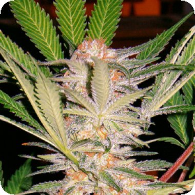 S  A  D   F A S T  Version  Feminised  Cannabis  Seeds