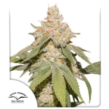 S F V O G Auto Flowering Cannabis Seeds 0