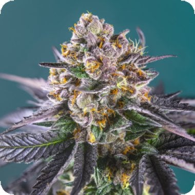 S S Red Strawberry Banana Auto