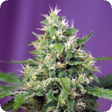 S S Sweet Amnesia Haze X L Auto