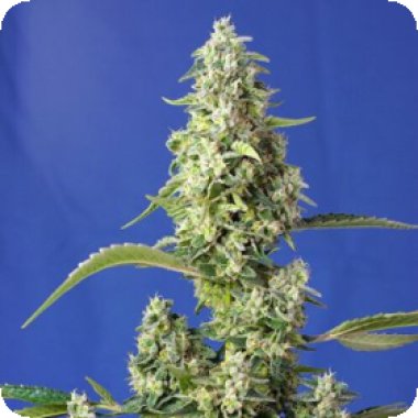 S S Gorilla Girl Xl Auto