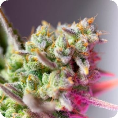S S Sweet Mimosa Xl Auto