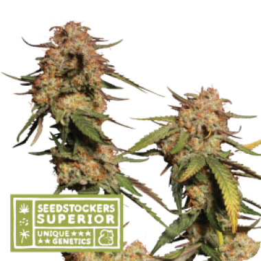 S S S  Blue 20 Moby 20 Feminised  Cannabis  Seeds