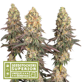 S S S  Mack 20and 20 Crack 20 Feminised  Cannabis  Seeds