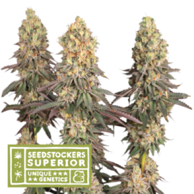 S S S Mack 20and 20 Crack 20 Feminised Cannabis Seeds