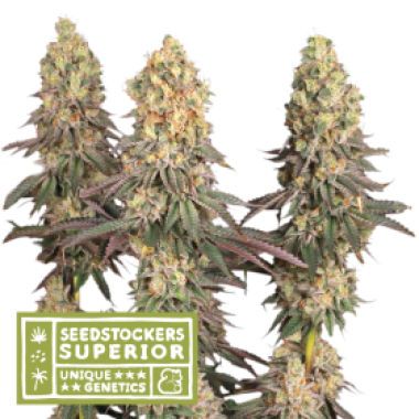 S S S Mack 20and 20 Crack 20 Feminised Cannabis Seeds