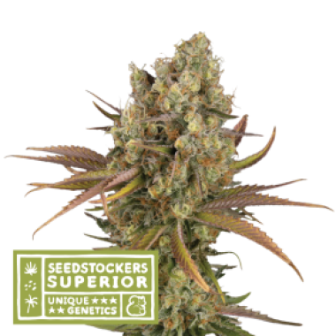 S S S  Santa 20 Marta 20 Haze 20 Auto