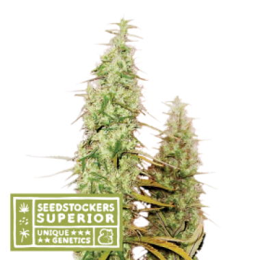 S S S Santa 20 Marta 20 Haze 20 Feminised Cannabis Seeds