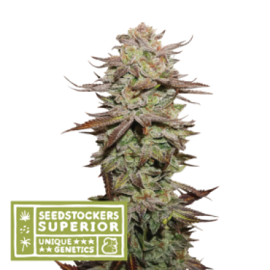 S S S Sticky 20 Fingers 20 Auto
