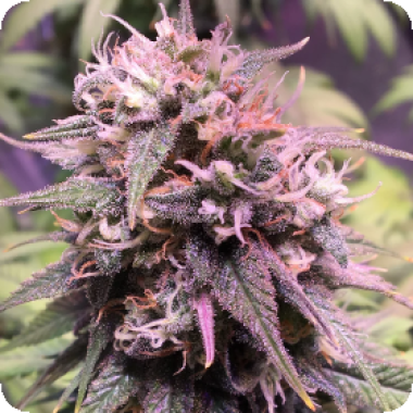 San  Francisco  Sour  Dough  Feminised  Cannabis  Seeds 0