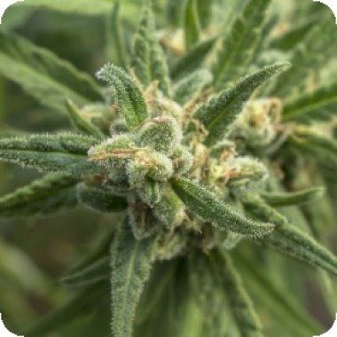 Santa Marta Haze Auto 0