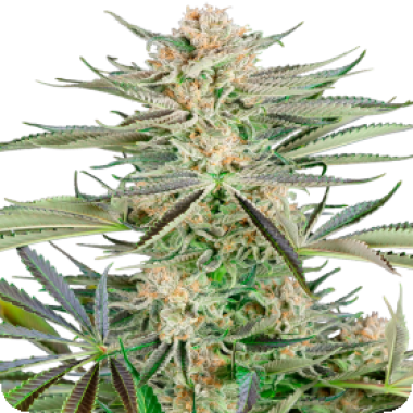 Screwdriver  O G  Feminised  Cannabis  Seeds 0