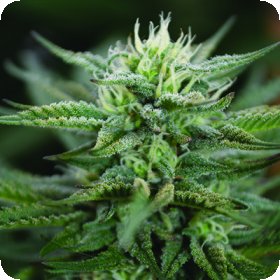 Scrog  C B D  Feminised  Cannabis  Seeds 0