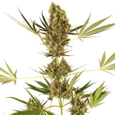 Sensi Alpine Delight C B D Automatic