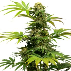 Sensi  Black  Harlequin  C B D  Feminised  Cannabis  Seeds