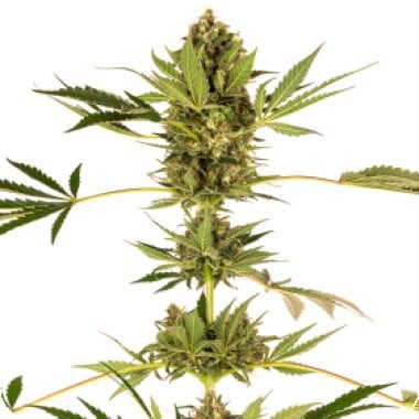 Sensi  Himalayan  C B D  Feminised  Cannabis  Seeds