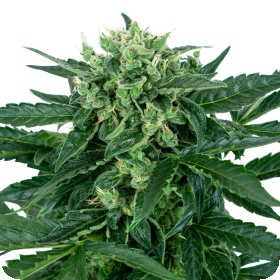 Sensi  Amnesia  Auto  Flowering  Cannabis  Seeds 0