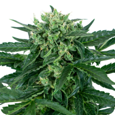 Sensi  Amnesia  Auto  Flowering  Cannabis  Seeds 0