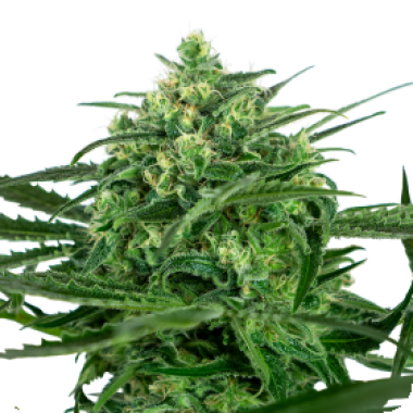 Sensi  Amnesia  Feminised  Cannabis  Seeds 0