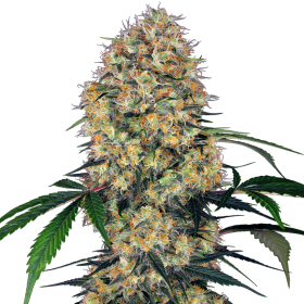 Sensi  Amnesia  X X L  Auto  Flowering  Cannabis  Seeds 0